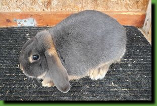 Loh schwarz